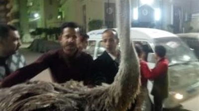 «لم علينا عبيدك يارب».. جزار يتجول في شوارع المحلة الكبرى