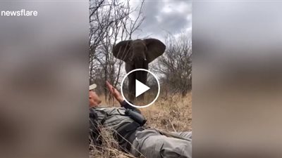 رجل يسيطر على فيل بطريقة مذهلة 