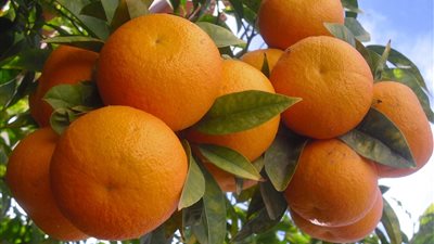 فوائد البرتقال .. عناصر غذائية هامة