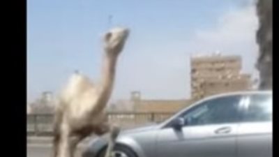 فيديو| «اللي يمشي عدل يطلعلو جمل على المحور»