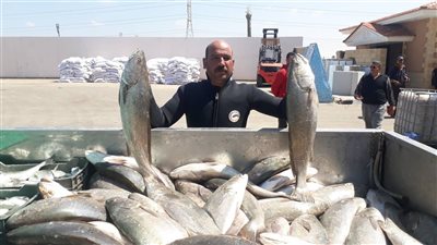 قبل زيارة السيسي.. ما لا تعرفه عن مشروع الاستزراع السمكي ببورسعيد