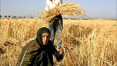 امسك إشاعة| الفلاح يستغيث «الصدأ الأصفر يدمر محصول القمح»