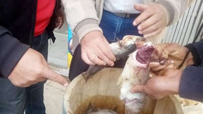 قبل شم النسيم 2019| ضبط 200 كيلو فسيخ فاسد بـ مدينة الحامول