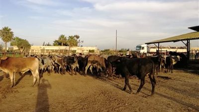 صور| «عاداه».. تفاصيل أكبر مشروع للثروة الحيوانية في البحيرة