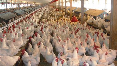 قبل الموسم الرمضاني 2019.. بورصة الدواجن اليوم الخميس تستقر