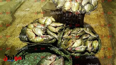 أسعار السمك اليوم الجمعة 29 مارس 2019 في سوق العبور «خدلك لفة»