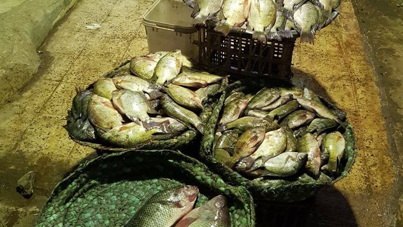 أسعار السمك اليوم