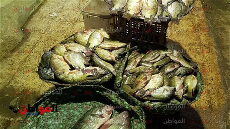 أسعار السمك اليوم