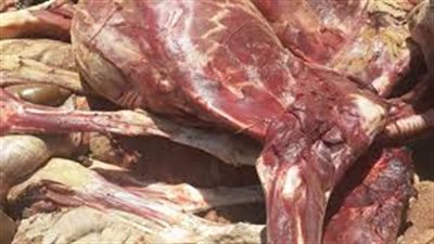 ضبط 608 كيلو لحوم ودواجن فاسدة بالفيوم