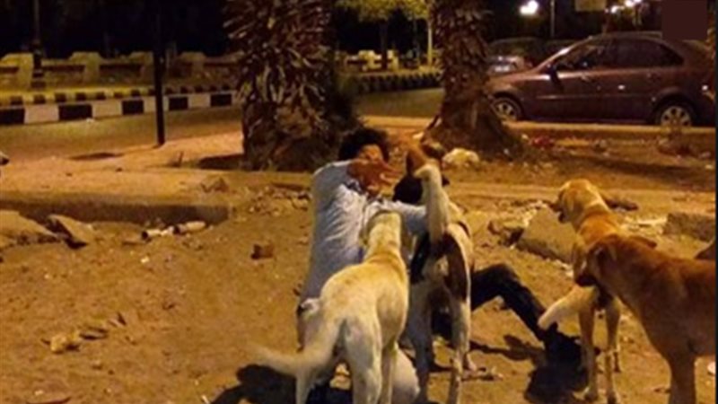 مصرع شخص بكلاب الزوج