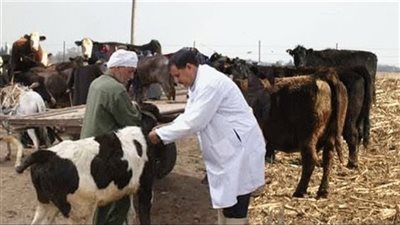 بيطري المنوفية يكشف نتائج الحملة القومية لتحصين الماشية