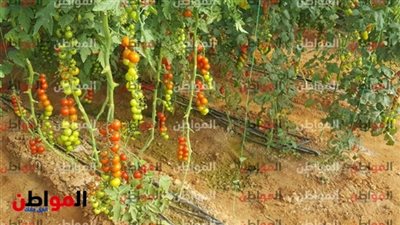 هؤلاء المستفيدون من مشروع الصوب الزراعية في الحمام 