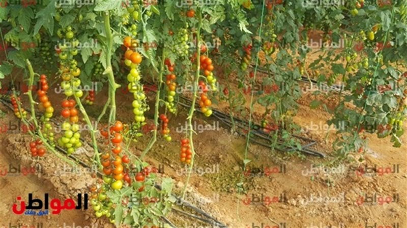 مشروع الصوب الزراعية