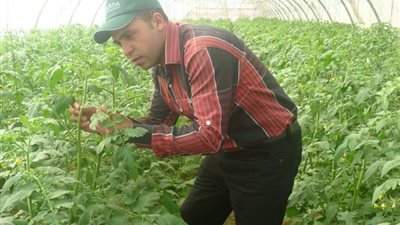 خبير زراعي: الصوب الزراعية بالحمام تُسهم في بناء الاقتصاد