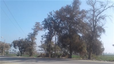 حالة الطقس اليوم الإثنين في بني سويف.. «الشمس تسيطر»