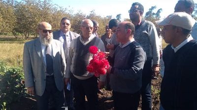مدير بحوث البساتين: قيراط الصوب الزراعية في الحمام يعادل فدان