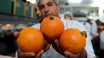 الموالح المصرية الأولي في العالم من ناحية التصدير.. اعرف السبب