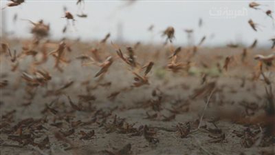 المجلس الوطني للمقاومة الإيرانية يحذر من هجوم الجراد على بلاده