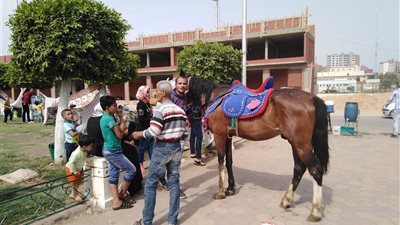  «ركوب الخيل».. مصدر رزق عم «محمد» بشم النسيم 