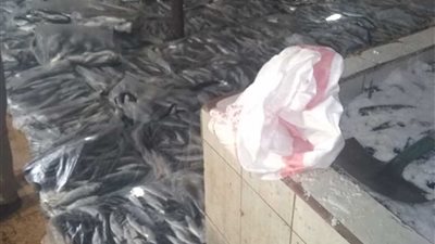 شرطة التموين تضبط 6 طن أسماك غير صالحة للاستهلاك الآدمي بالإسكندرية
