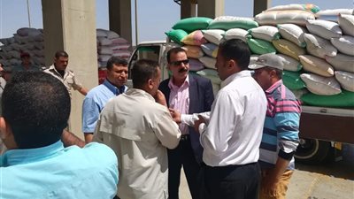 توريد 52 ألف طن قمح من المزارعين بكفر الشيخ 