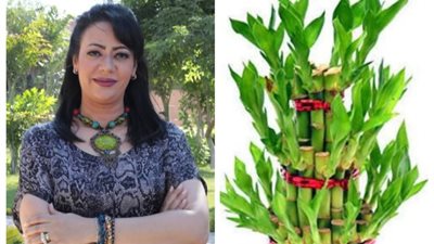 استشاري طاقة: «البامبو»  نبات الحظ ويسحب الطاقة السلبية من  منزلك