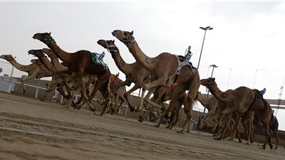 ضوء على شمال سيناء.. انطلاق سباق الهجن بعد توقف 12 عام