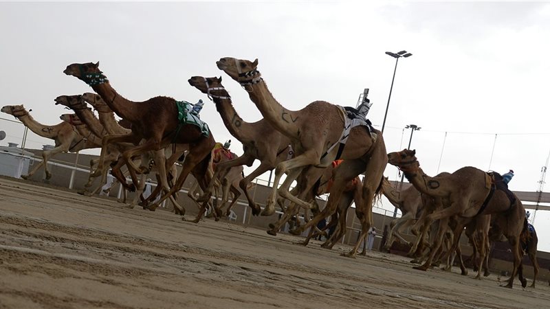 سباق الهجن 