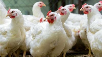 ارتفاع أسعار الدواجن اليوم.. والفراخ البيضاء تُسجل 35 جنيهًا