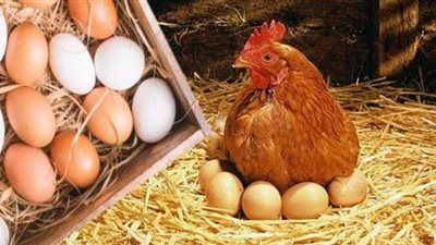 الفراخ البيضاء تسجل 35 جنيهًا للكيلو.. أسعار الدواجن والبيض اليوم