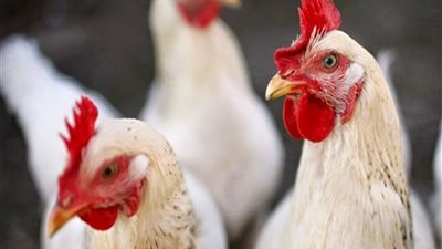 بريطانيا تحارب انفلونزا الطيور بفرض الحجر الصحي على المزارع