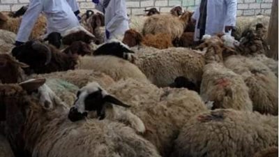 خوفا من انتشاره. ... تحصين  32300 من الأغنام والماعز لمواجهة مرض طاعون المجترات الصغيرة ببني سويف 