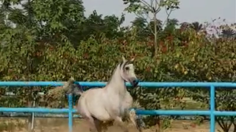 حية كريمة أندر السلالات