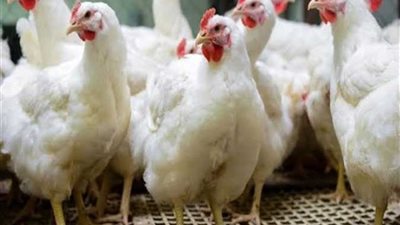 أسعار الدواجن والبيض اليوم الجمعة.. الفراخ البلدي بـ 115 جنيه