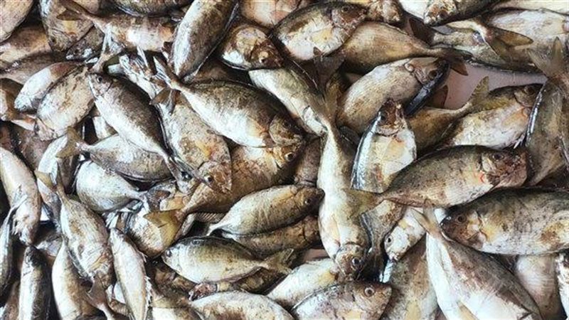 أسعار السمك اليوم