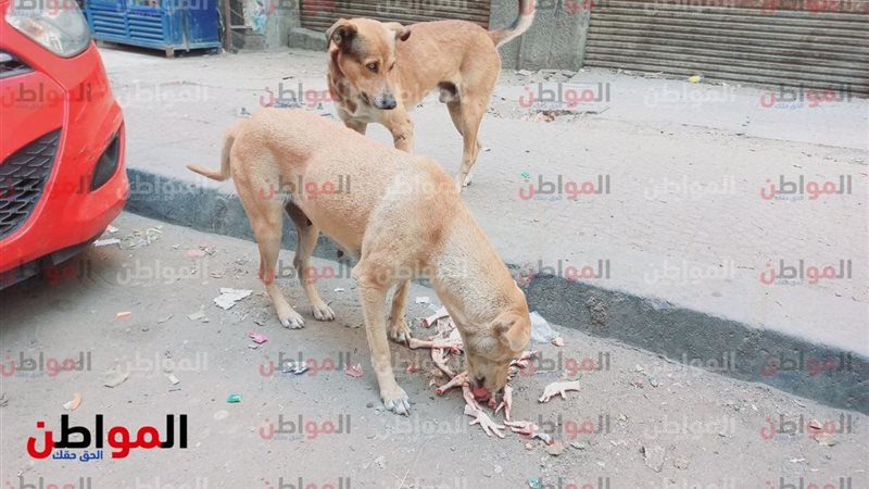 كلب_ تصوير هاجر جمال