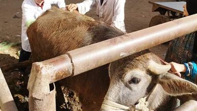 بيطري الشرقية يواصل حملاته لـ تحصين الماشية