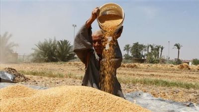 بعد رفع سعر توريد القمح .. المزارعون يوجهون رسائل شكر للرئيس السيسي