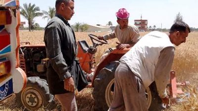 استمرار تسابق المزارعين لتوريد القمح لشون وصوامع محافظة الشرقية 
