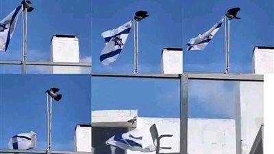 غراب ينتزع العلم الإسرائيلي بمنقاره ويمزقه.. والعفاسي يعلق