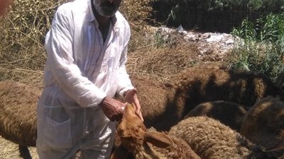 جهود طب بيطري البحيرة للحفاظ على الثروة الحيوانية