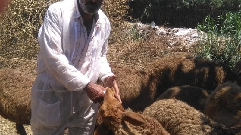 طب بيطري البحيرة
