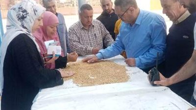 محصول القمح يكسو حقول محافظة الشرقية واستمرار توريده للصوامع