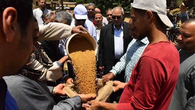 توريد 34 ألف طن من القمح المحلي في أسيوط خلال شهر