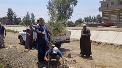 كفر الشيخ تشارك في المبادرة الرئاسية لزراعة 100 مليون شجرة
