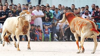 «تكحيل ومصارعة».. أغرب طرق الاحتفال بعيد الأضحى