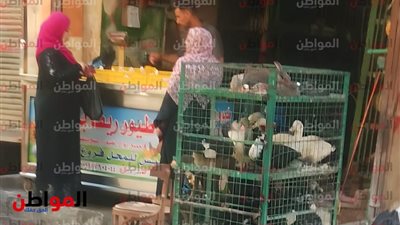 انخفاض أسعار الفراخ في سوق فيصل اليوم الخميس