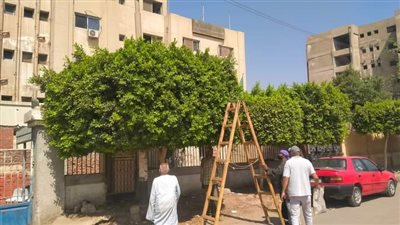 الوحدة المحلية بسمالوط تواصل تنفيذ فعاليات مبادرة زراعة 