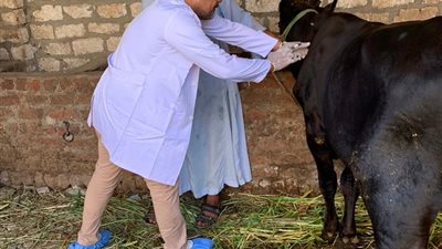 تحصين 24 ألف رأس ماشية ضد الحمى القلاعية والوادى المتصدع بقنا 