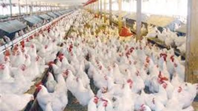 تعرف على أسعار الفراخ بأسواق أسيوط اليوم الأحد 